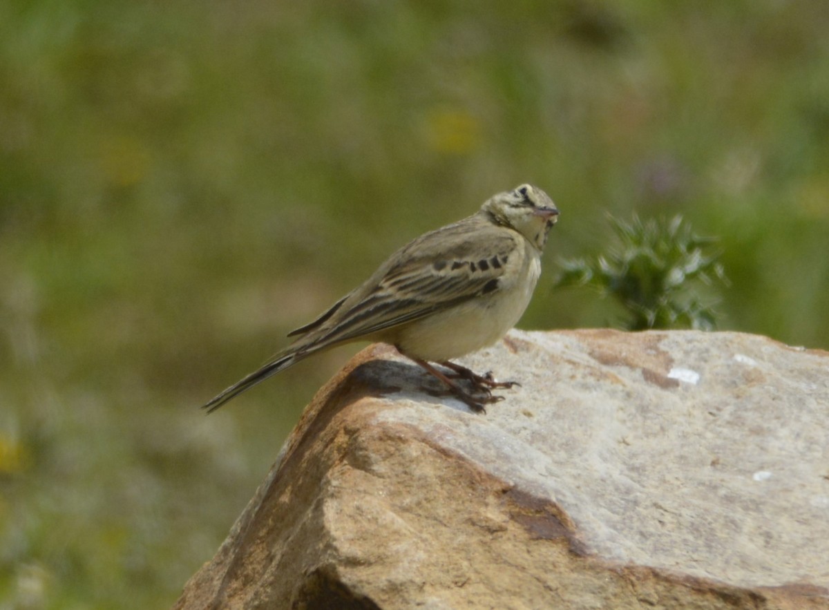 Tawny Pipit - ML620420241