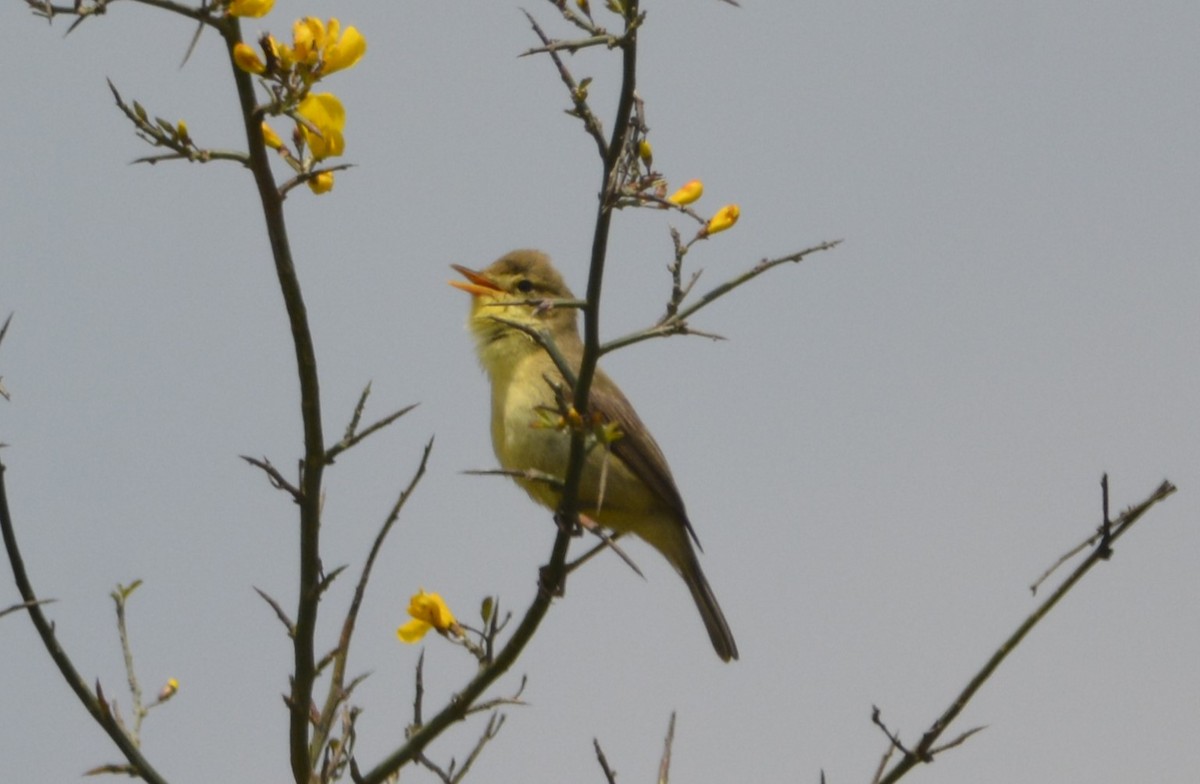 Melodious Warbler - ML620420255