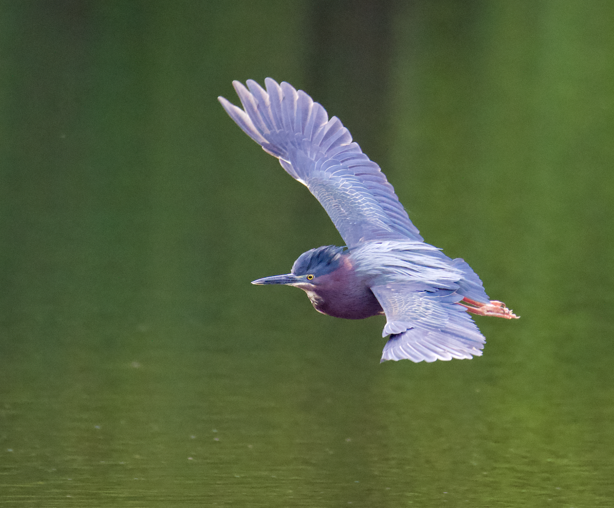 Green Heron - ML620420258