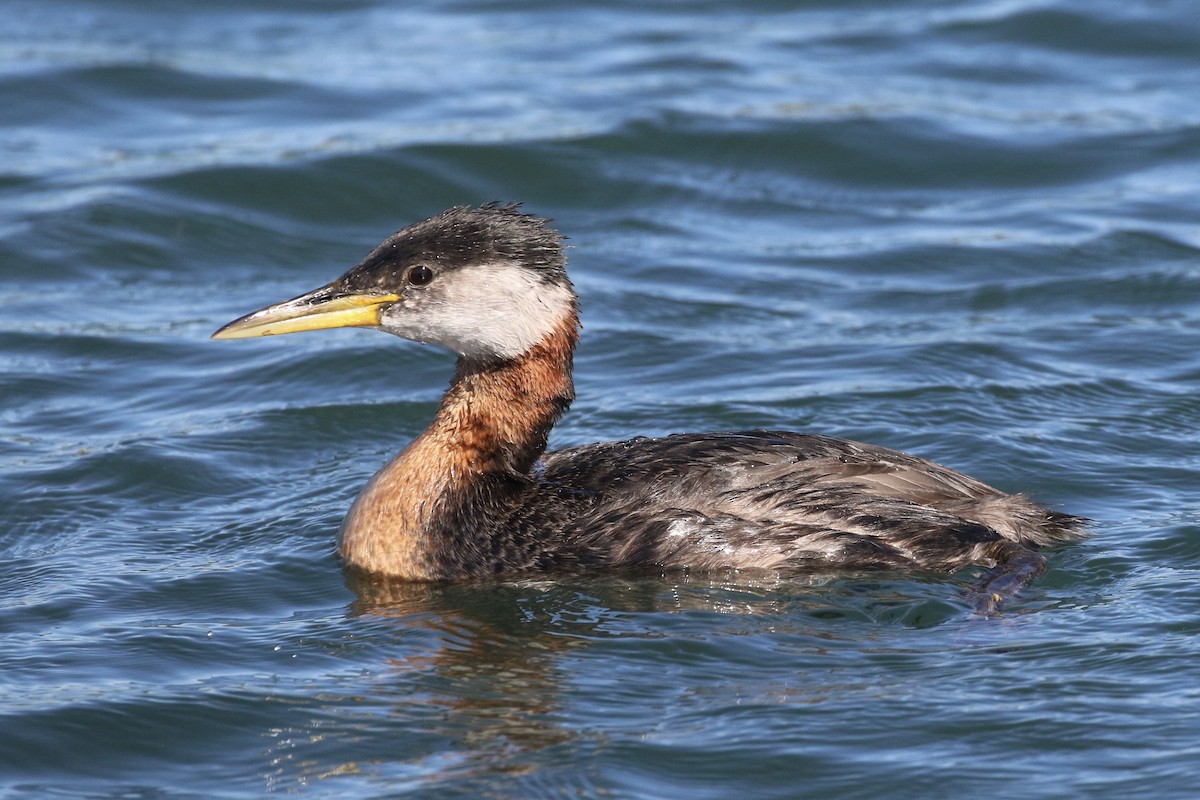 Red-necked Grebe - ML620420262