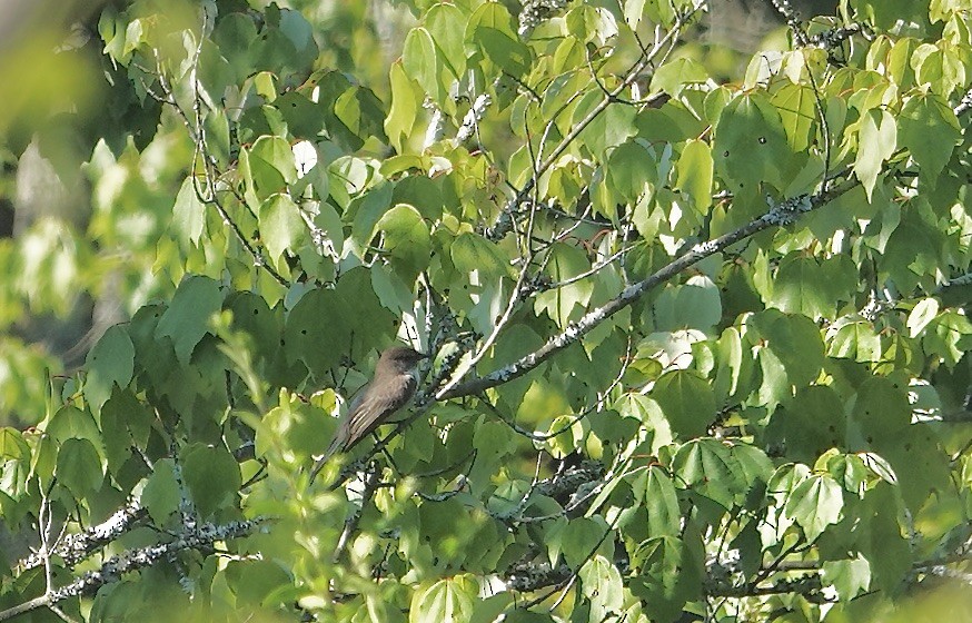 Eastern Phoebe - ML620420264