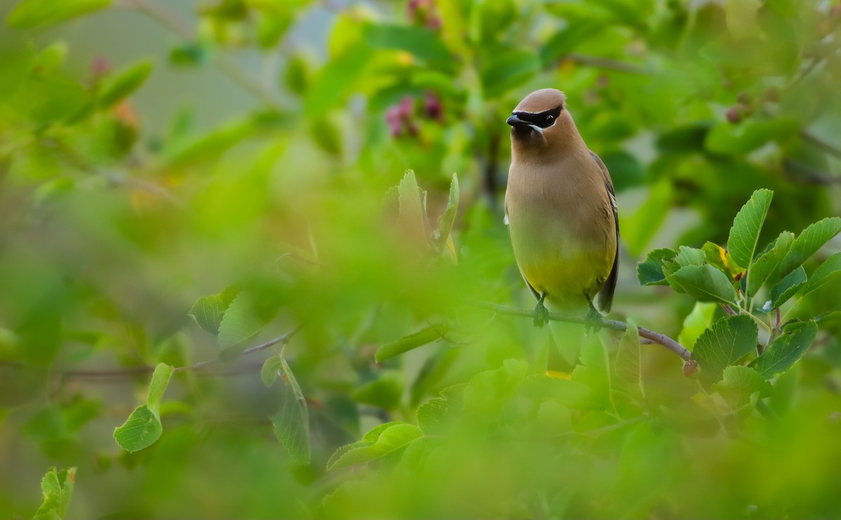 Cedar Waxwing - ML620420266