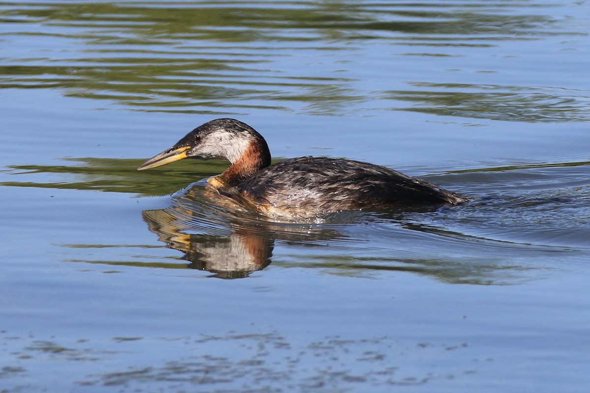 Red-necked Grebe - ML620420268