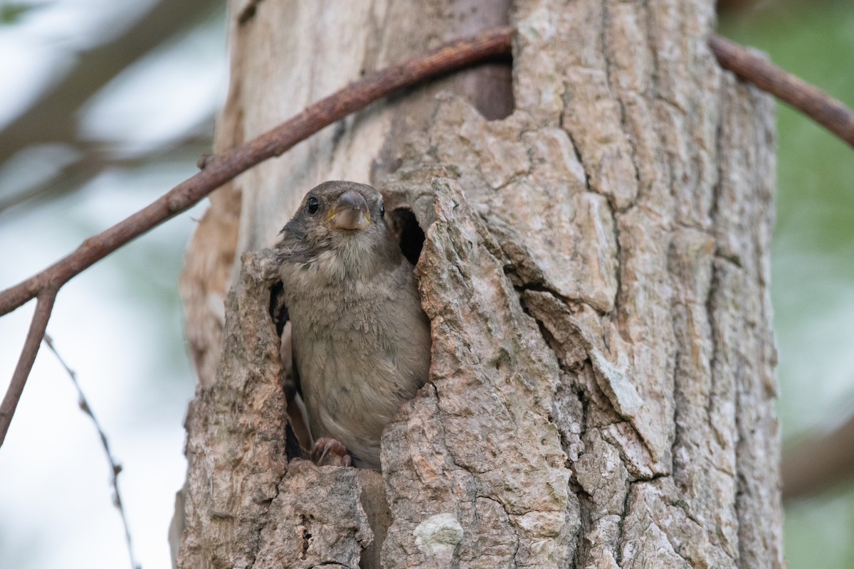 House Sparrow - ML620420269