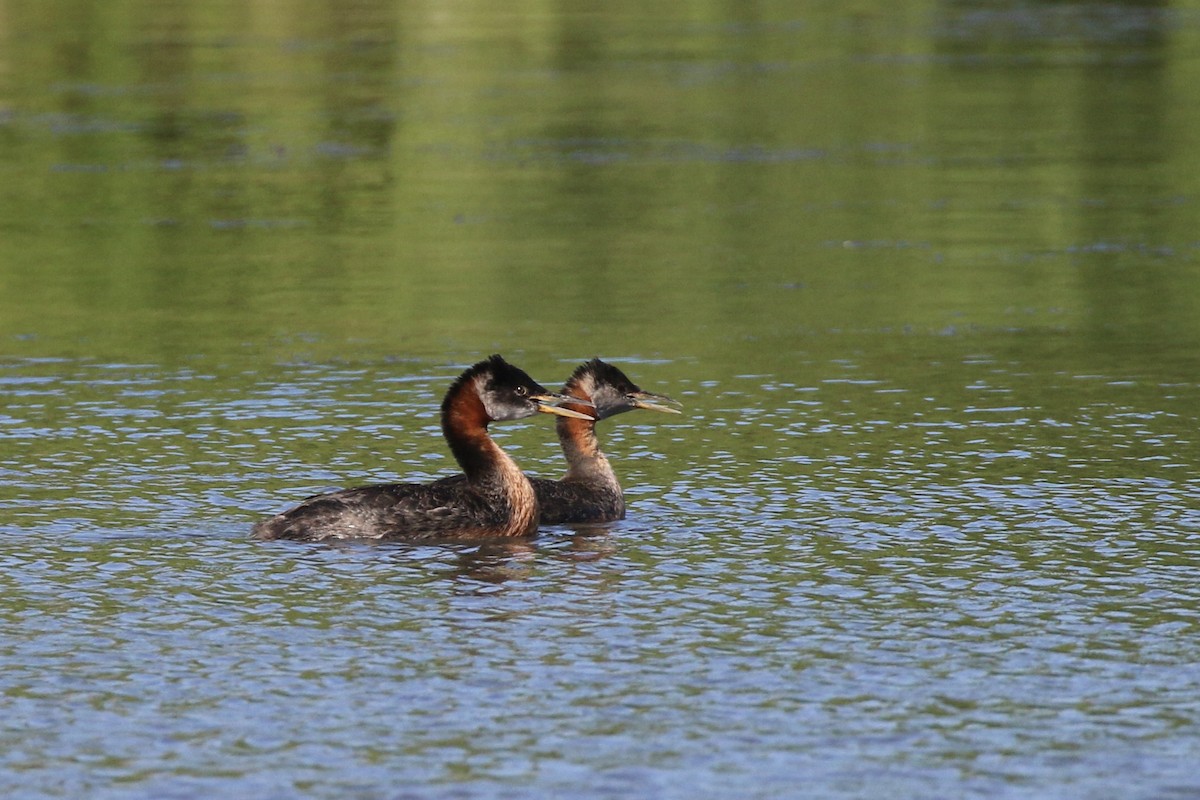 Red-necked Grebe - ML620420271