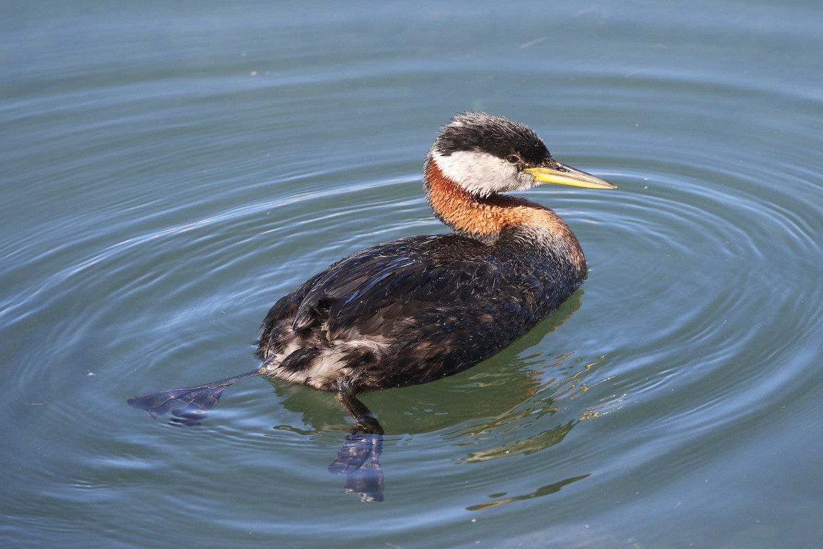 Red-necked Grebe - ML620420279