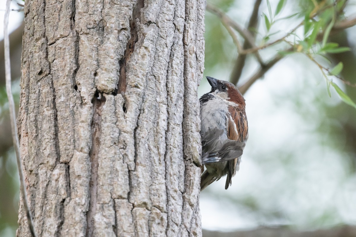 Moineau domestique - ML620420280