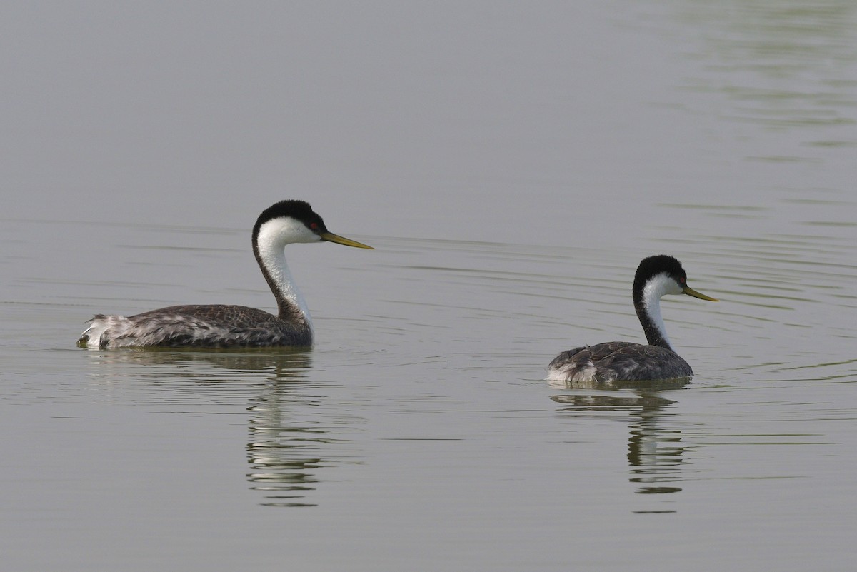 Western Grebe - ML620420282