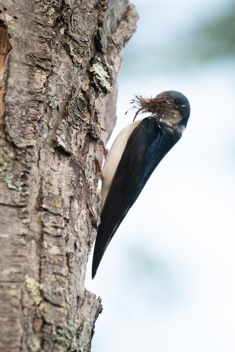 Tree Swallow - ML620420283