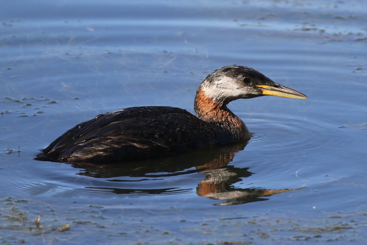 Red-necked Grebe - ML620420284