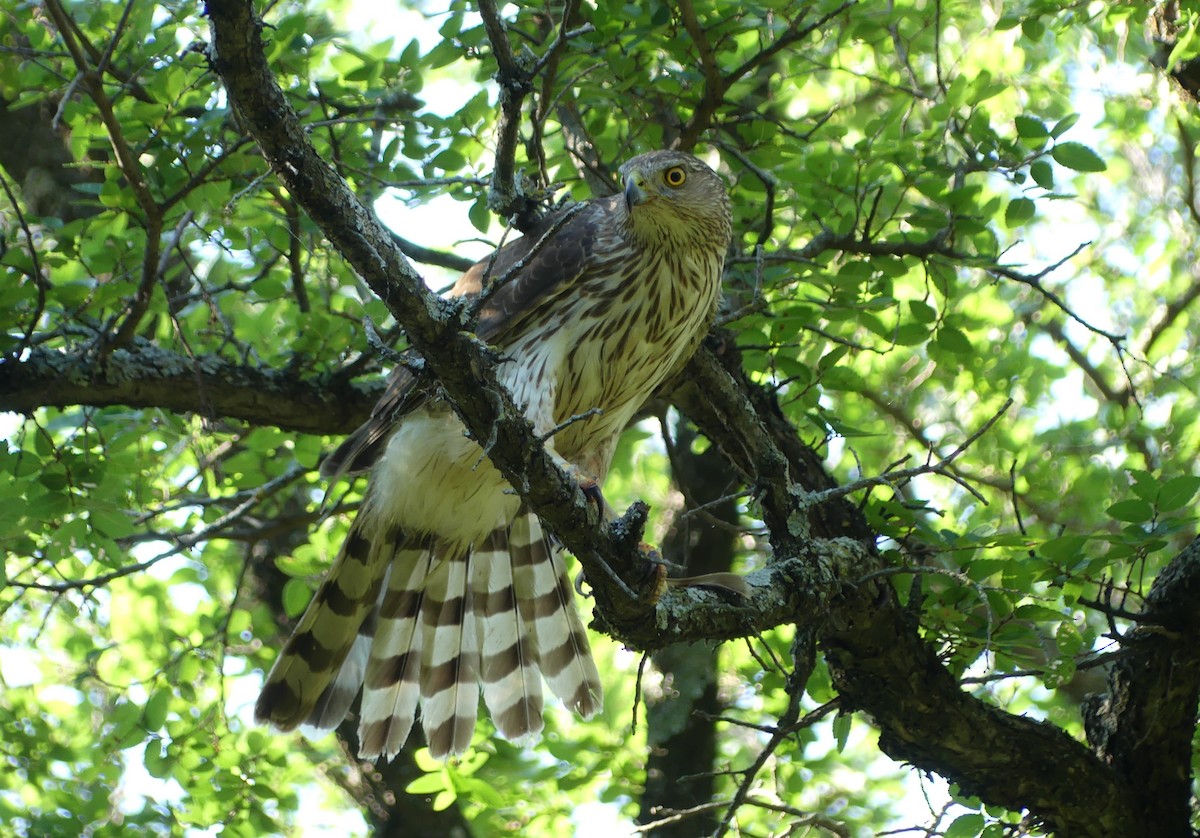 Cooper's Hawk - ML620420285