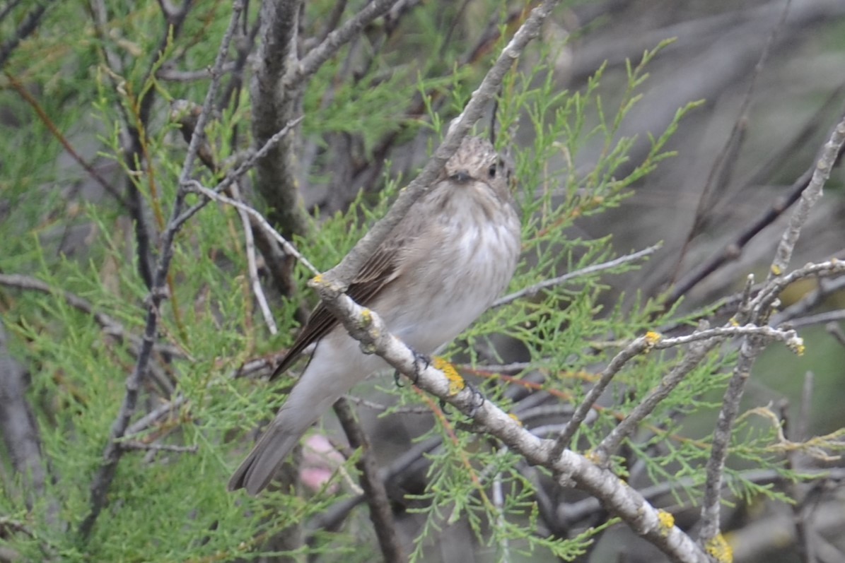 Spotted Flycatcher (Spotted) - ML620420286