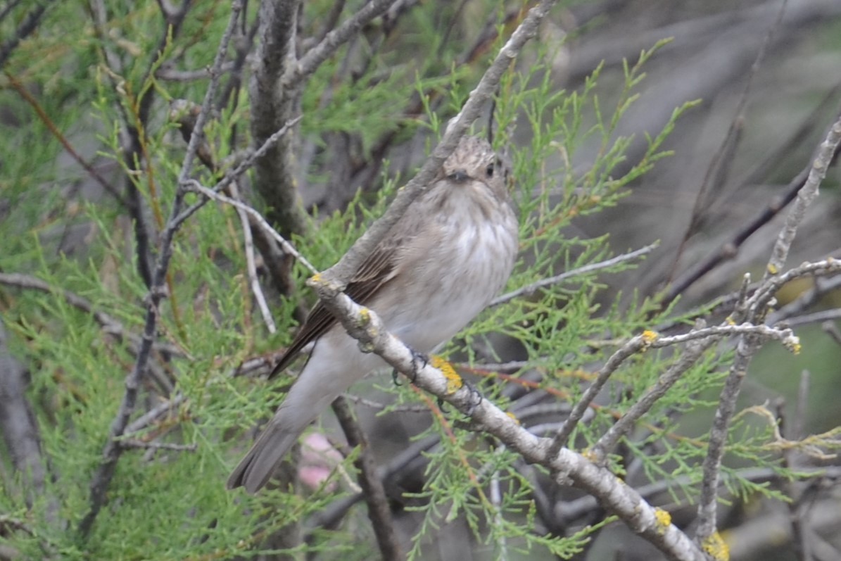 Gobemouche gris (groupe striata) - ML620420286