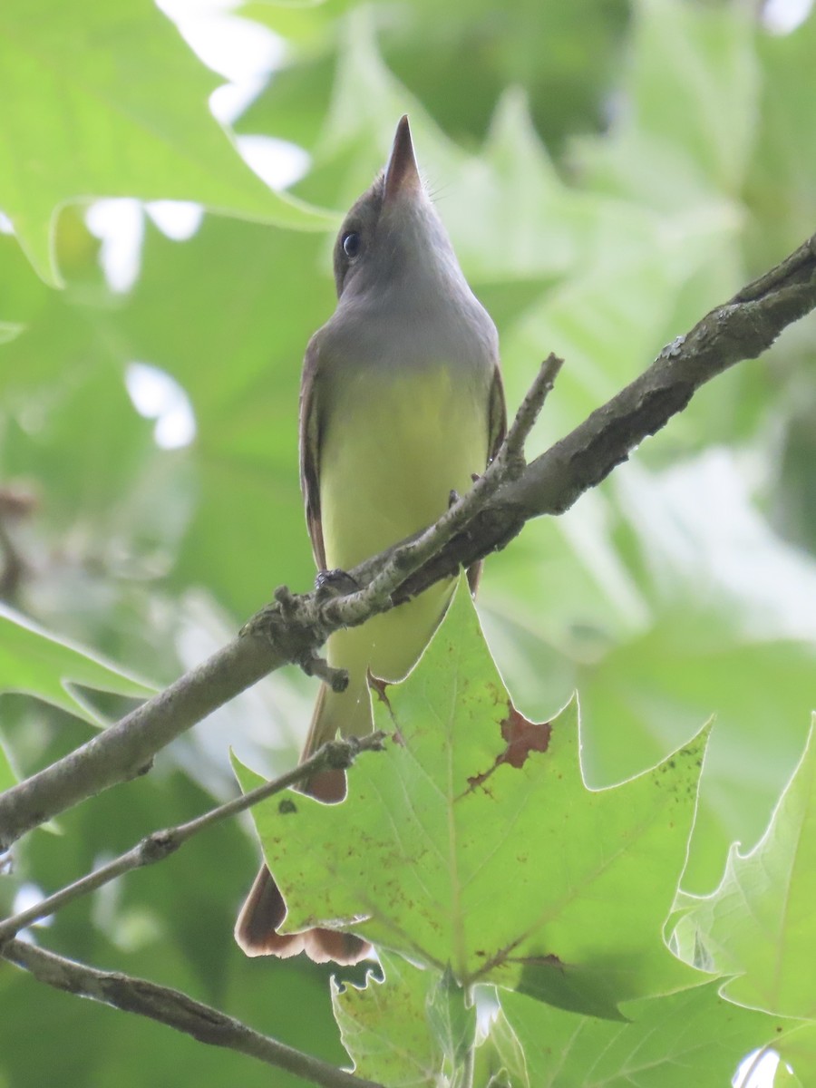 Great Crested Flycatcher - ML620420293
