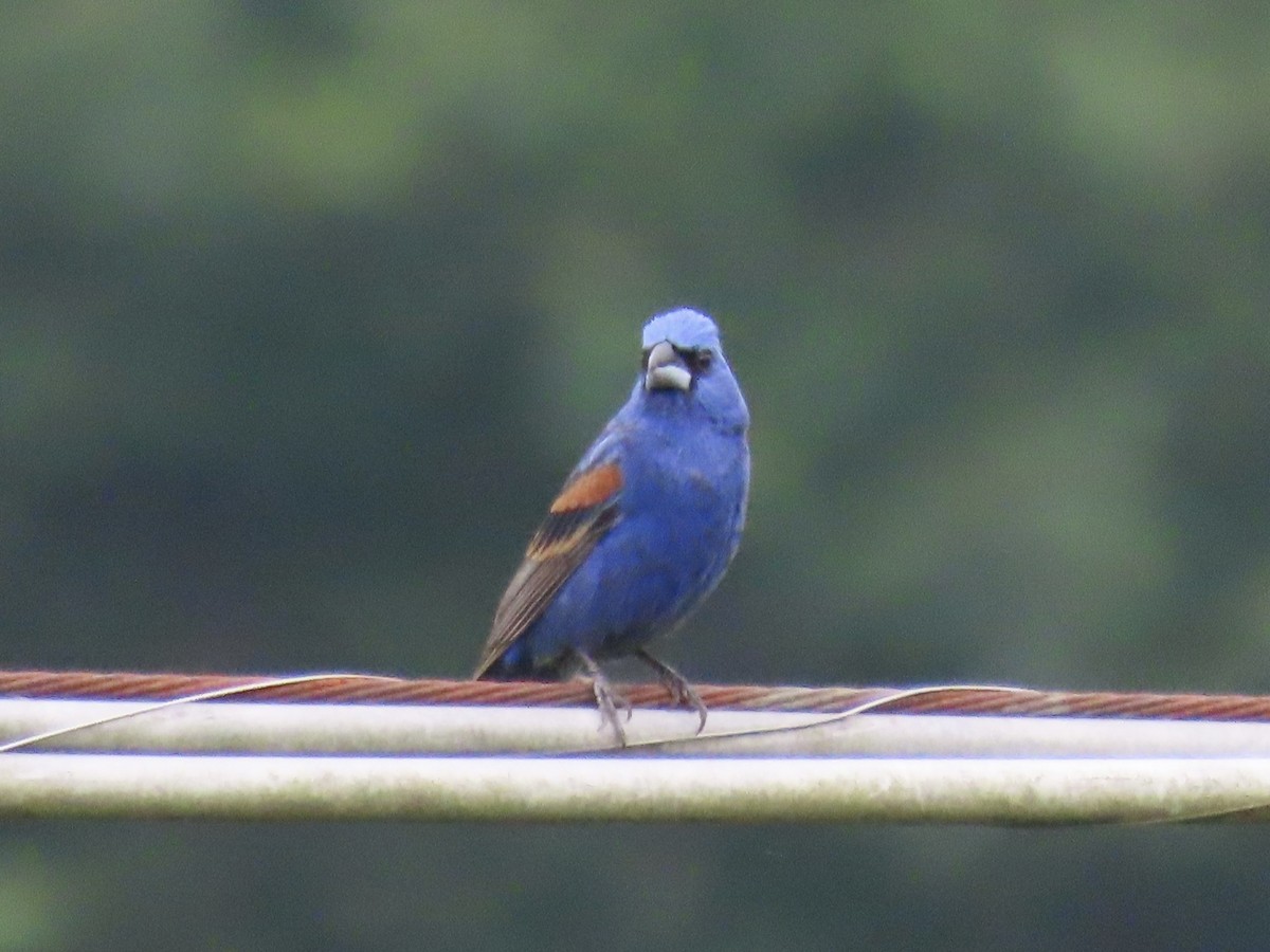 Blue Grosbeak - ML620420296