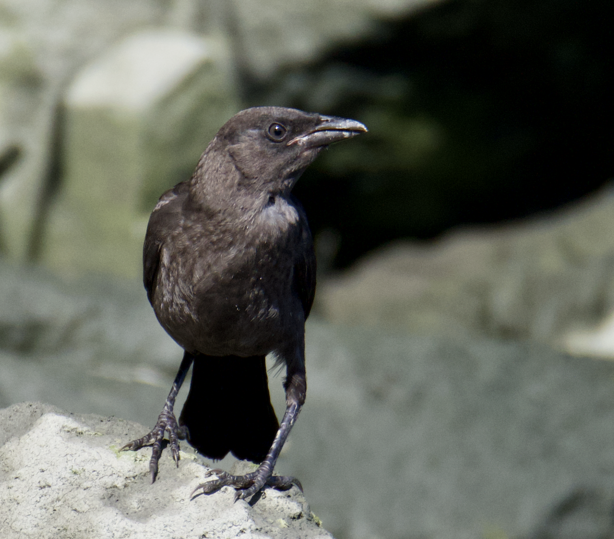 Common Grackle - ML620420300