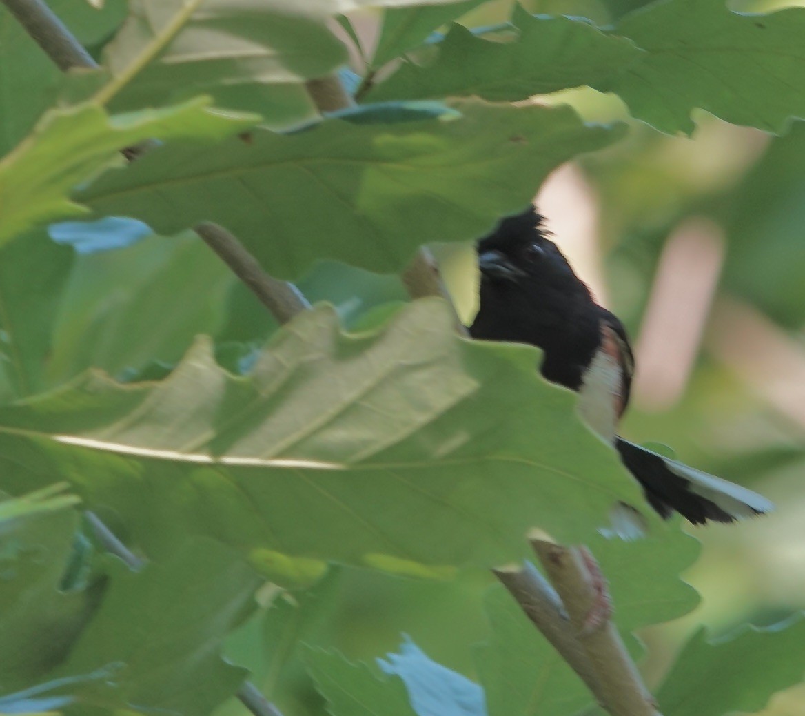 Eastern Towhee - ML620420302