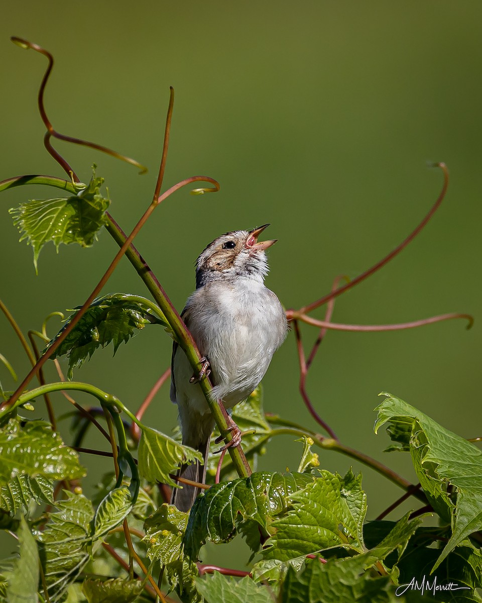 Clay-colored Sparrow - ML620420304