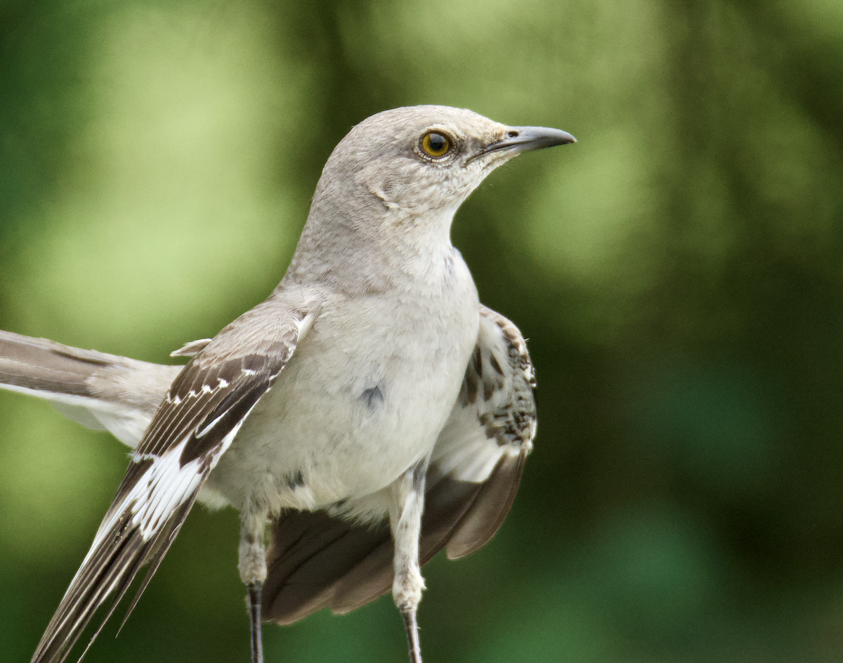 Northern Mockingbird - ML620420325