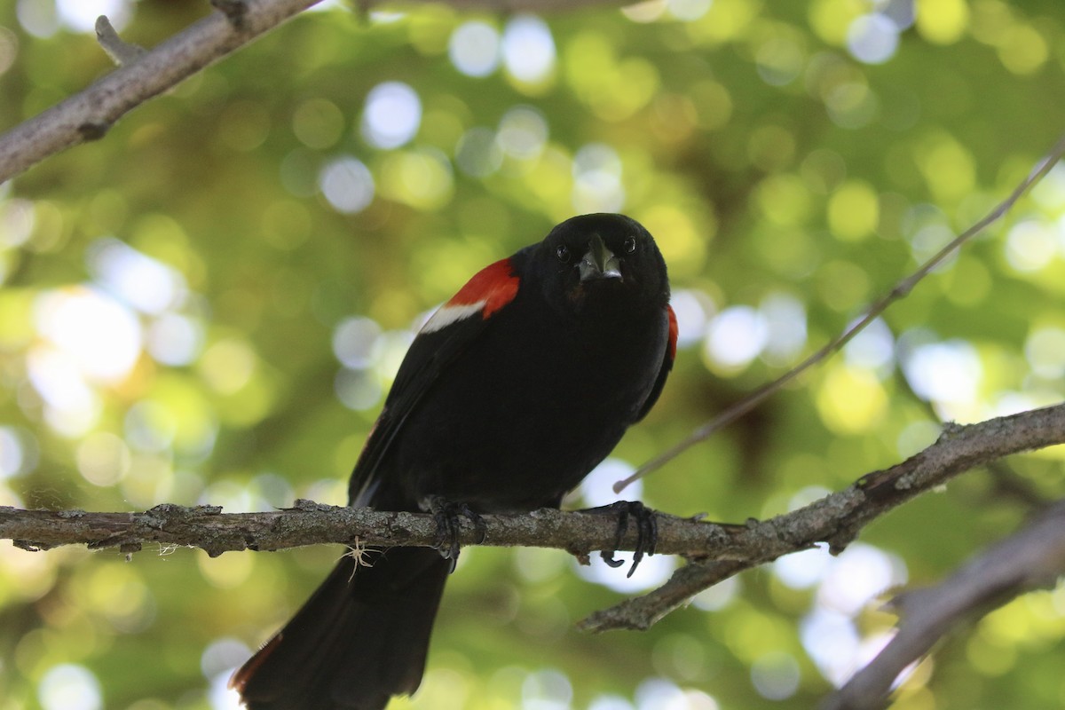 Red-winged Blackbird - ML620420328