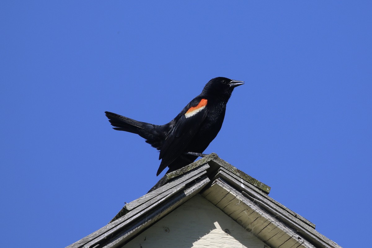 Red-winged Blackbird - ML620420334