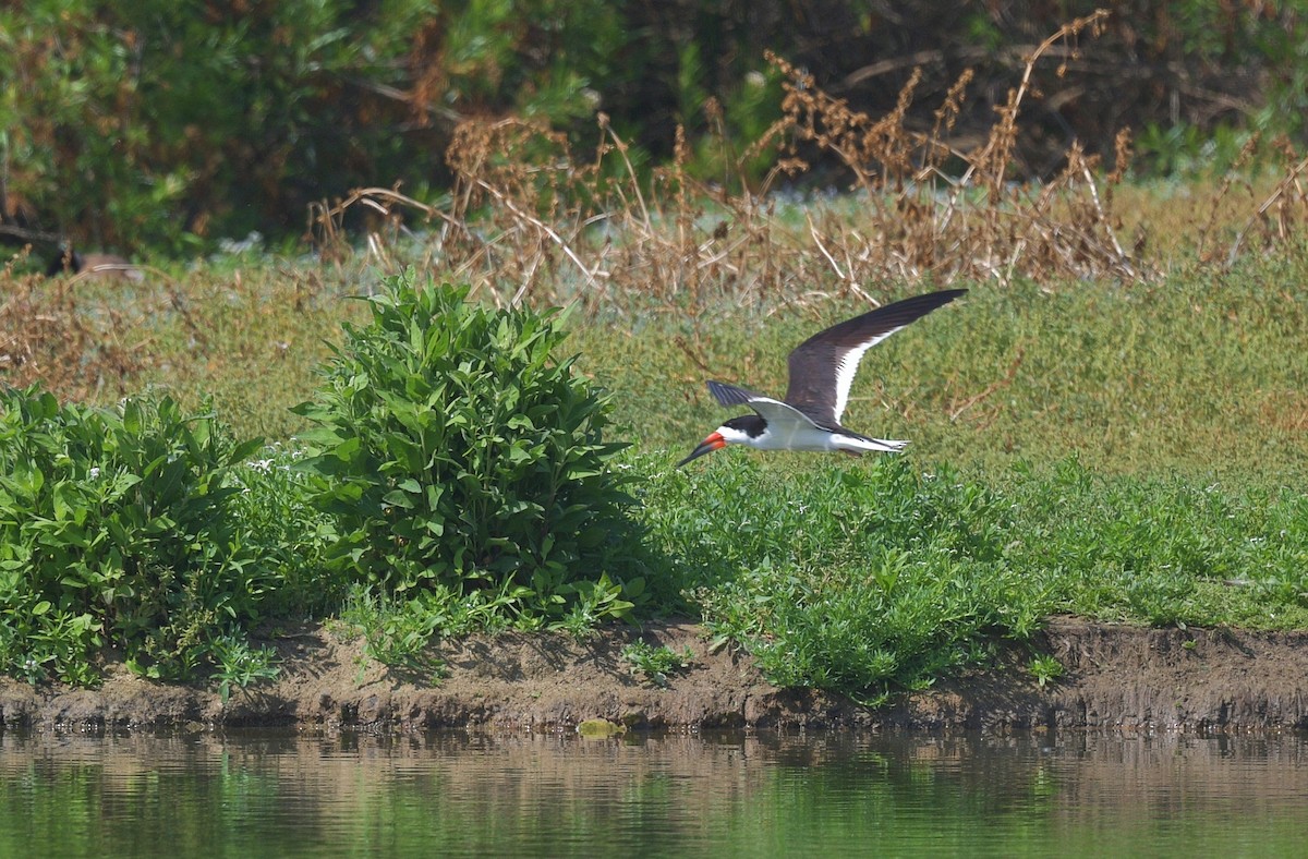 Black Skimmer - ML620420339