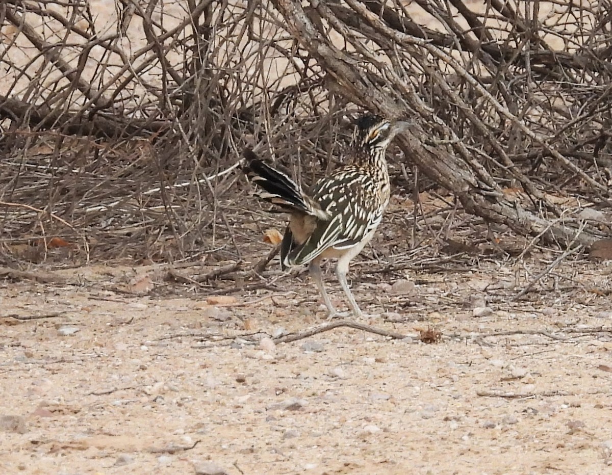 Greater Roadrunner - ML620420340