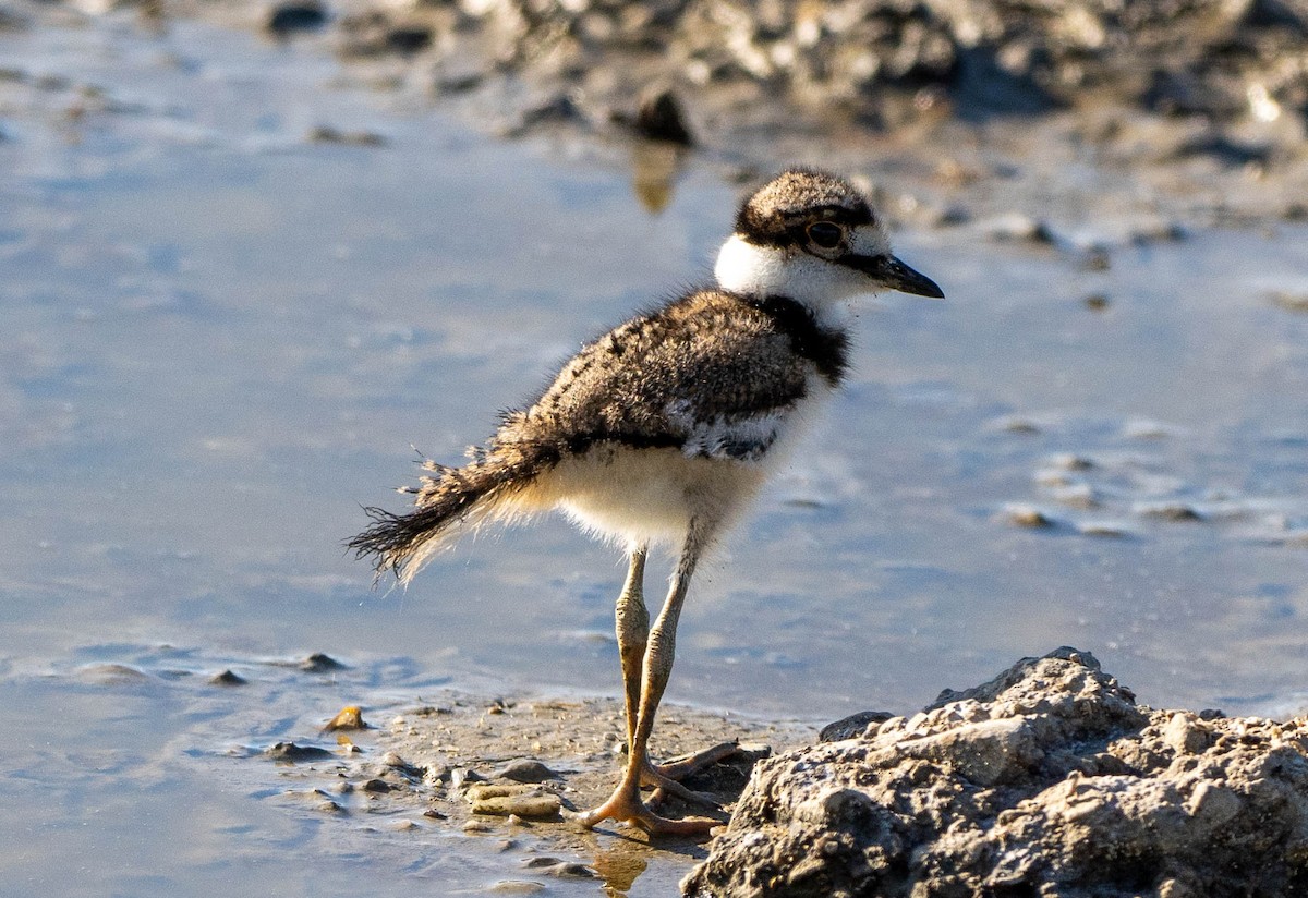 Killdeer - ML620420362