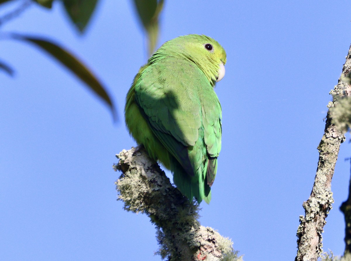 Cobalt-rumped Parrotlet - ML620420364