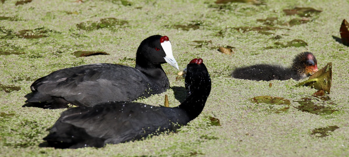 Red-knobbed Coot - ML620420374