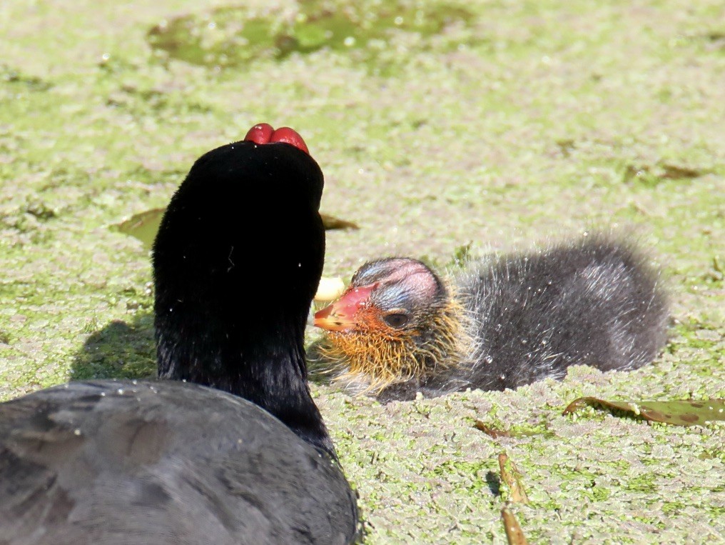Red-knobbed Coot - ML620420375