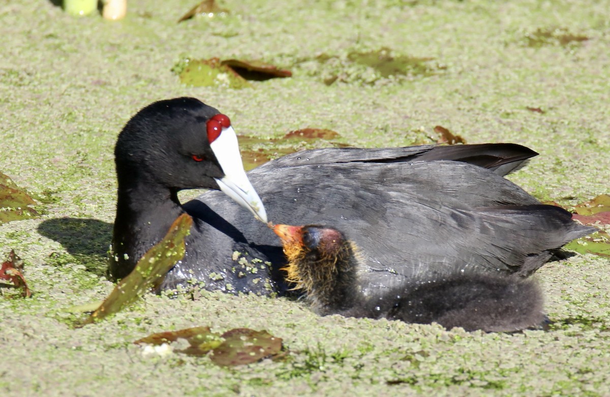 Red-knobbed Coot - ML620420377