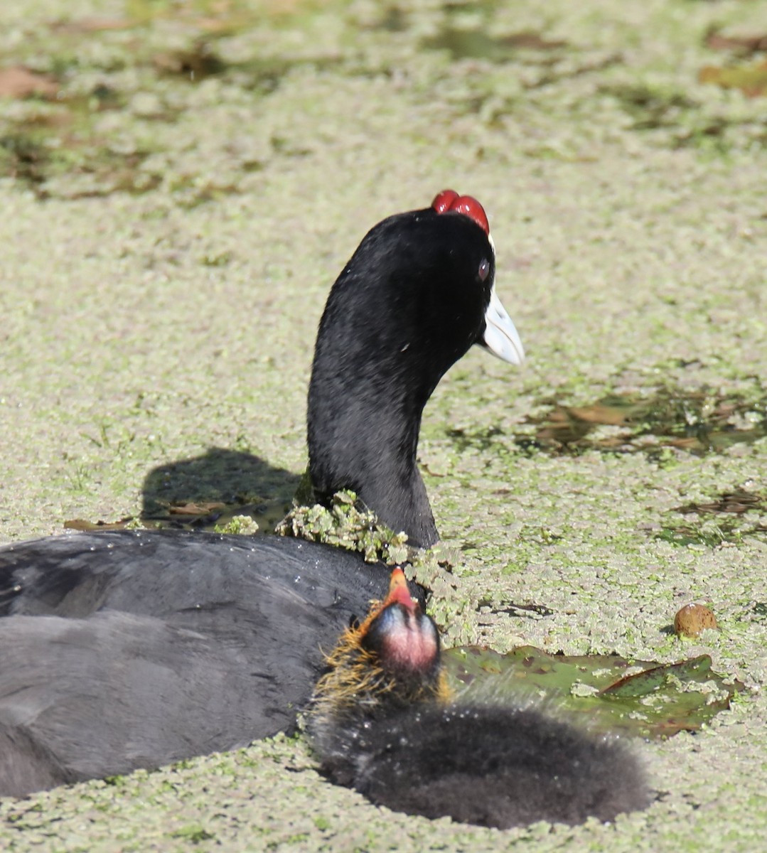 Red-knobbed Coot - ML620420378