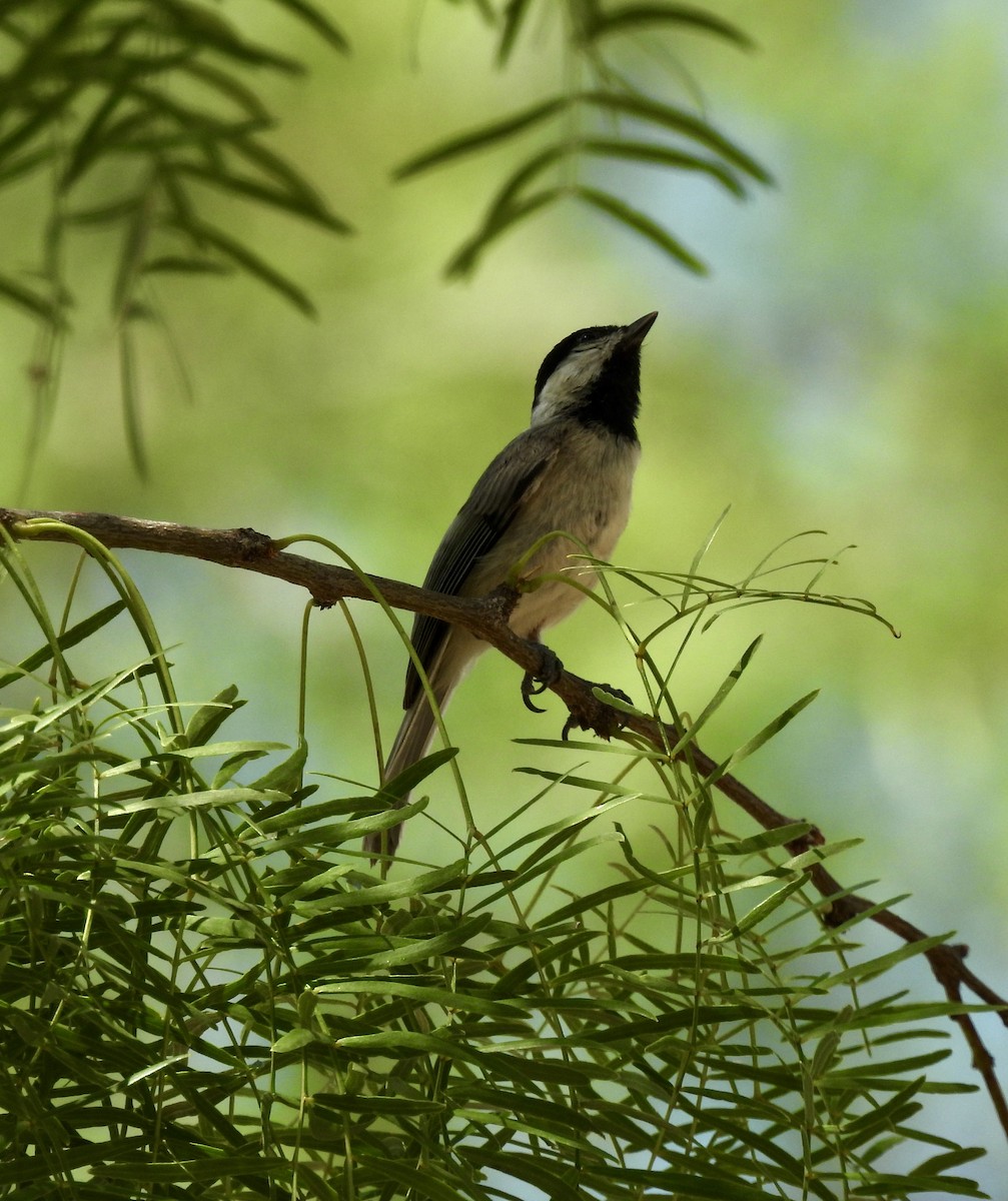 Carolina Chickadee - ML620420379