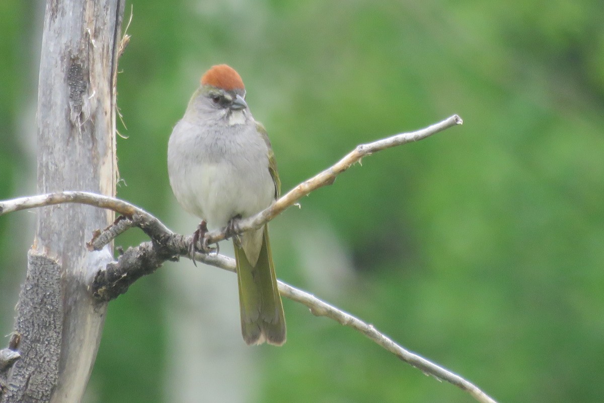 Green-tailed Towhee - ML620420398