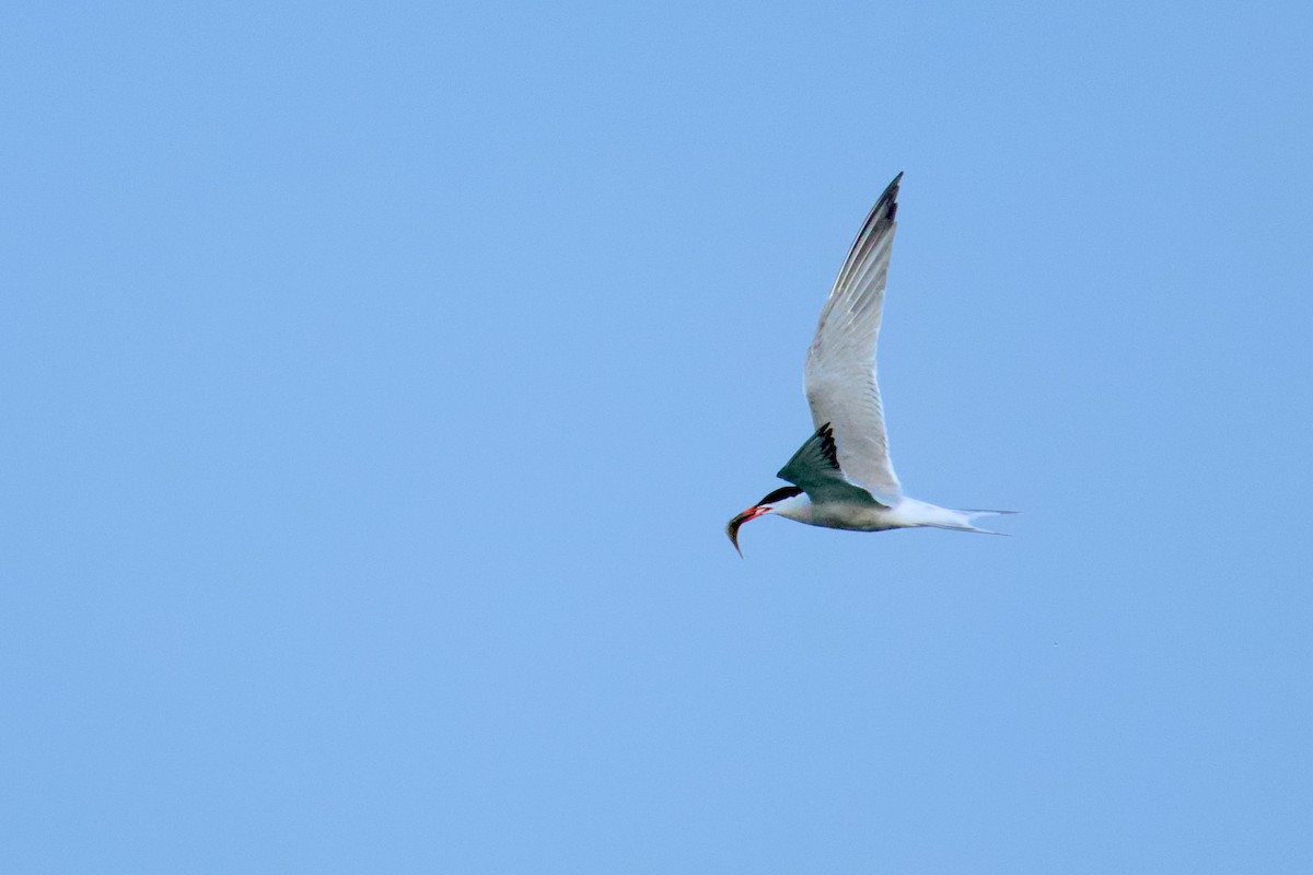 Common Tern - ML620420402