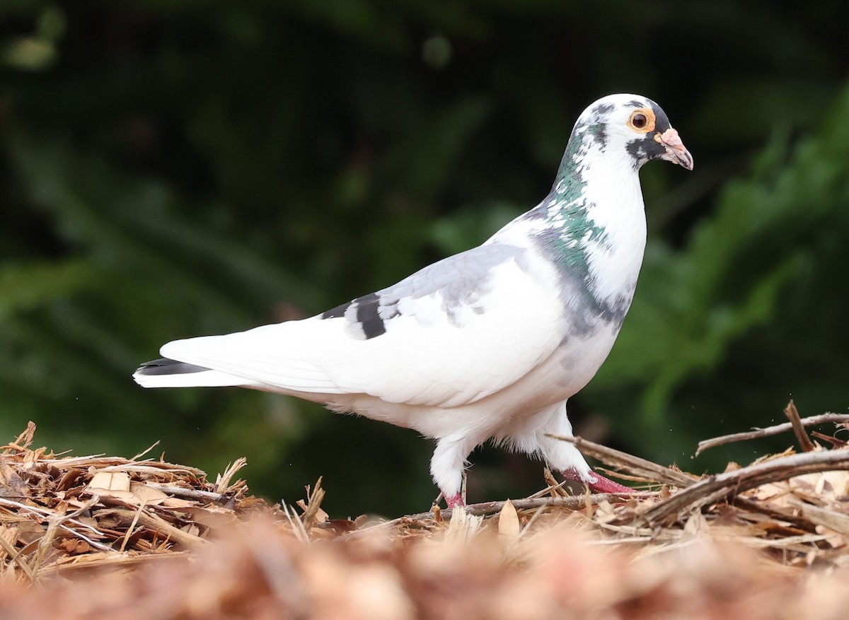 Сизый голубь (Одомашненного типа) - ML620420414