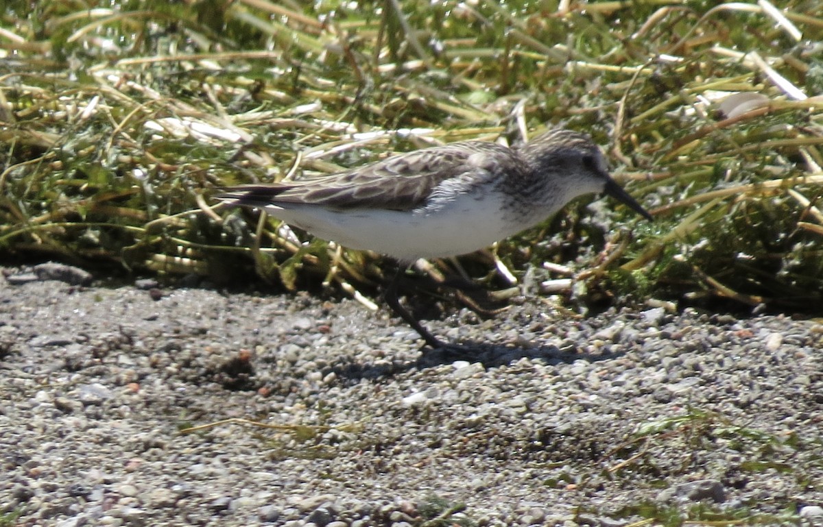 Semipalmated Sandpiper - ML620420416