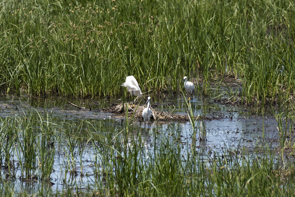 Little Egret - ML620420432