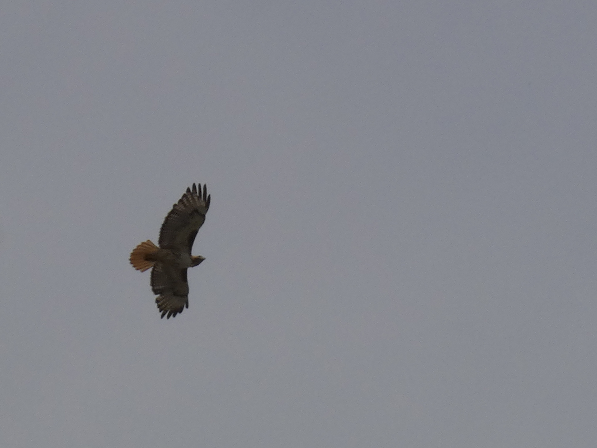 Red-tailed Hawk - ML620420434