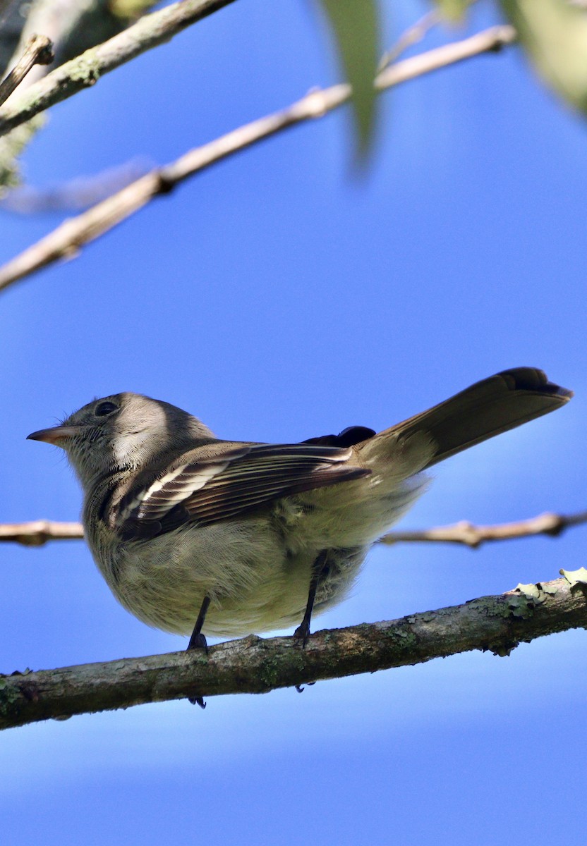 Yellow-bellied Elaenia - ML620420436