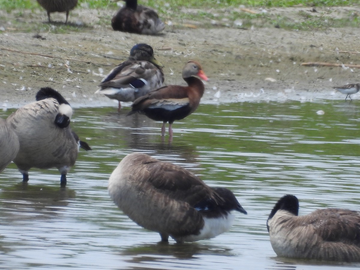 Black-bellied Whistling-Duck - ML620420441