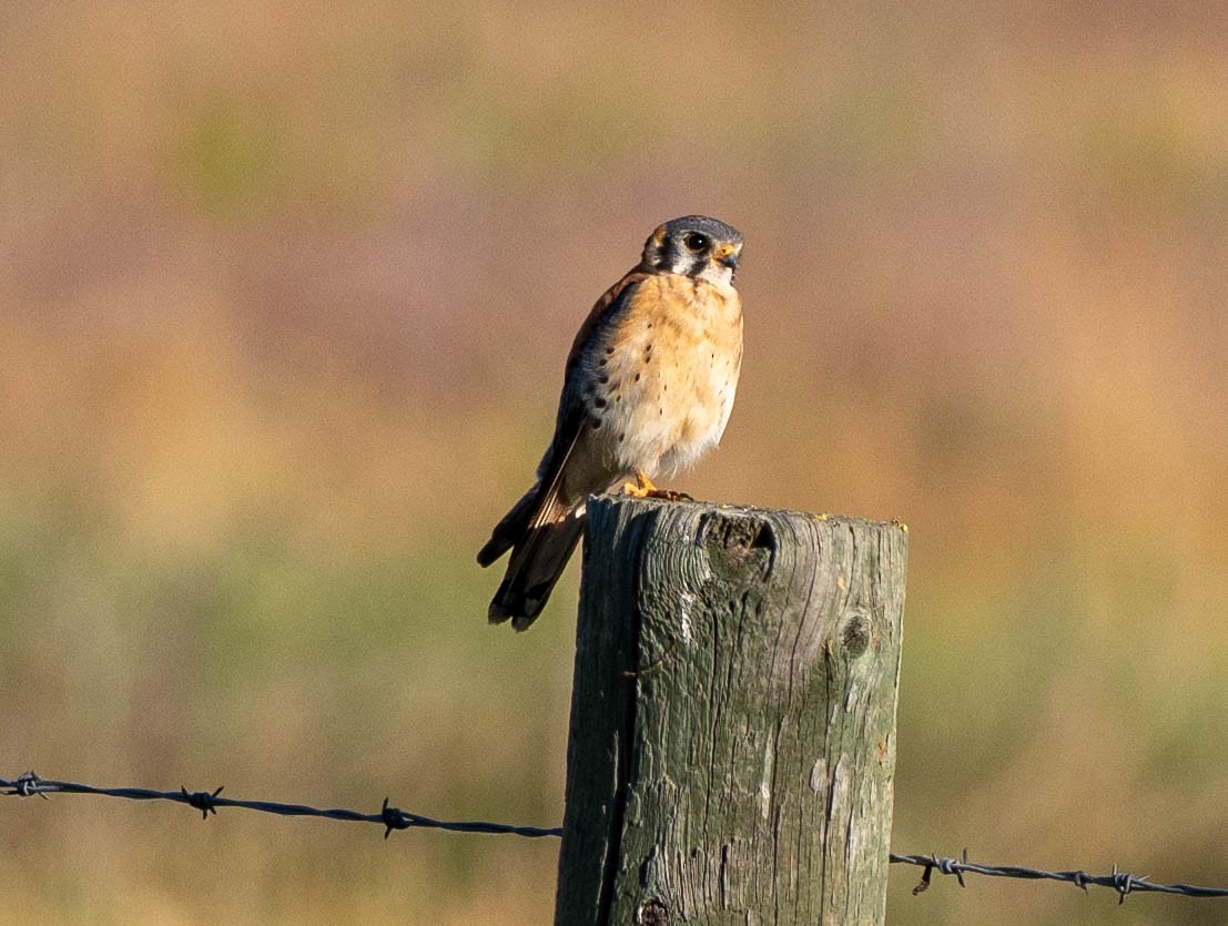 American Kestrel - ML620420449