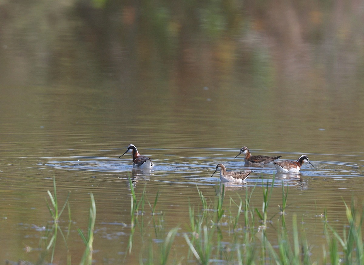 Wilson's Phalarope - ML620420459