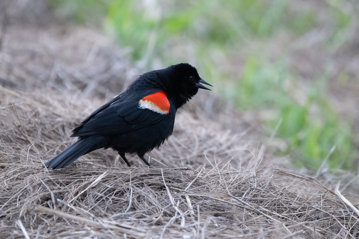 Red-winged Blackbird - ML620420463