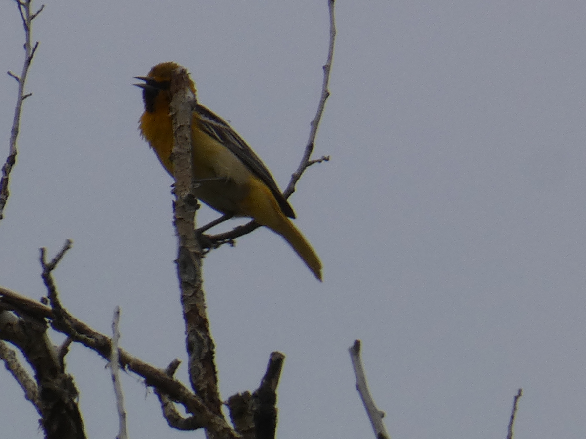 Bullock's Oriole - ML620420477