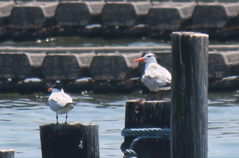 Royal Tern - ML620420480