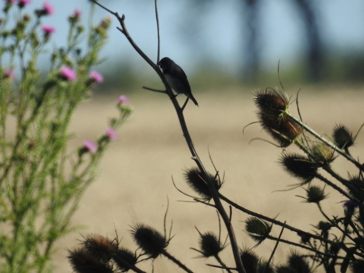 Double-collared Seedeater - ML620420484