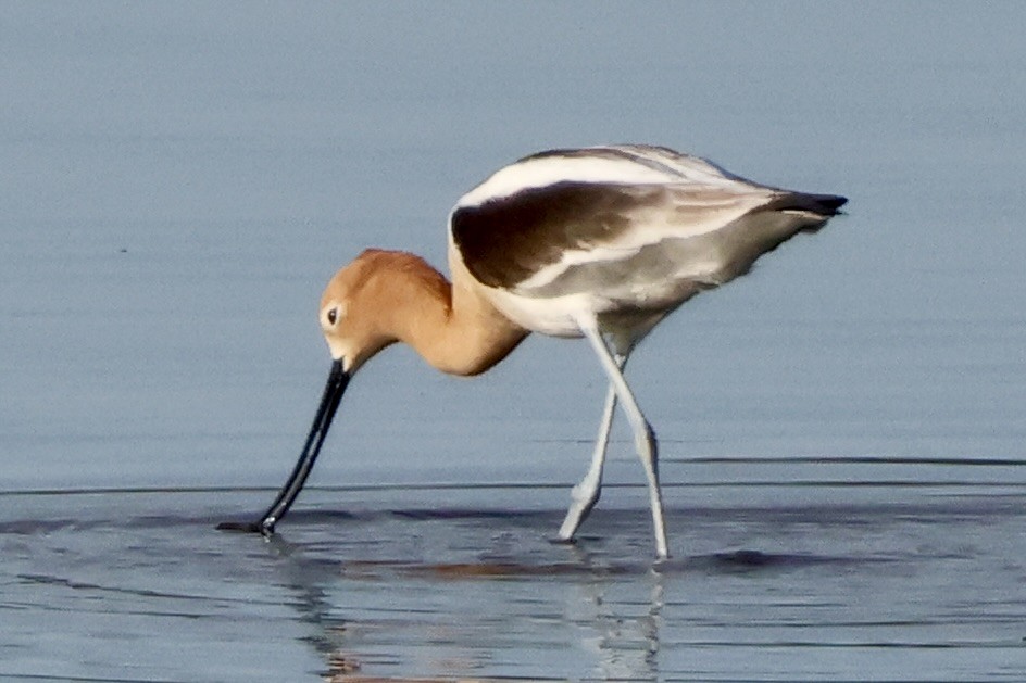 Avocette d'Amérique - ML620420486