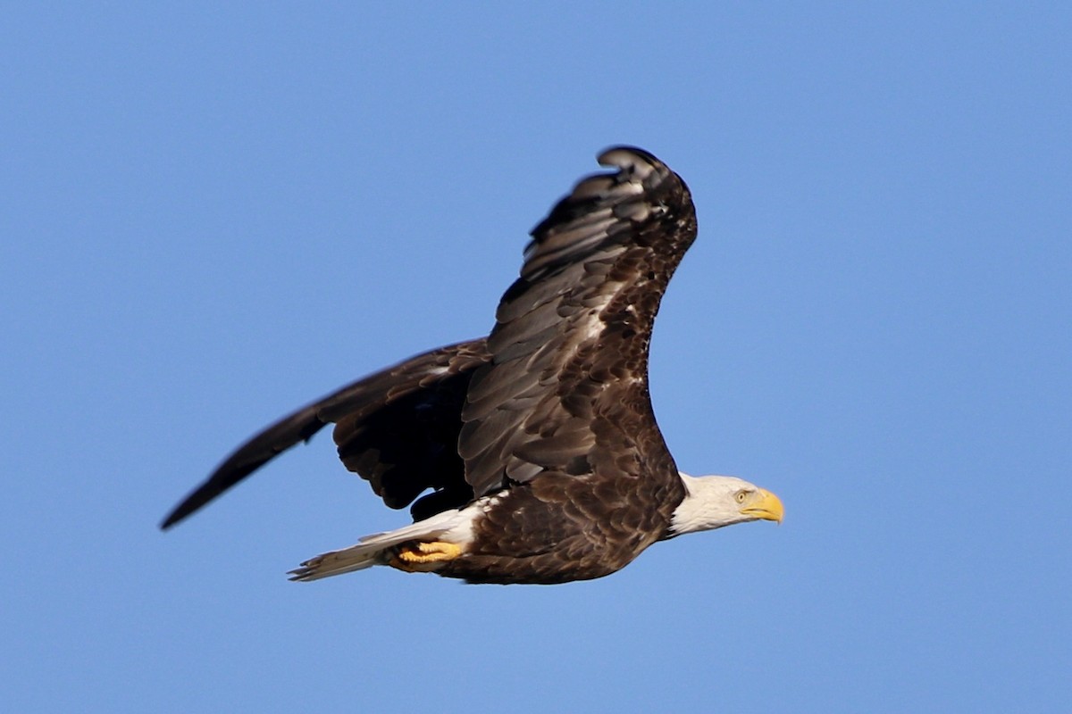 Bald Eagle - ML620420489